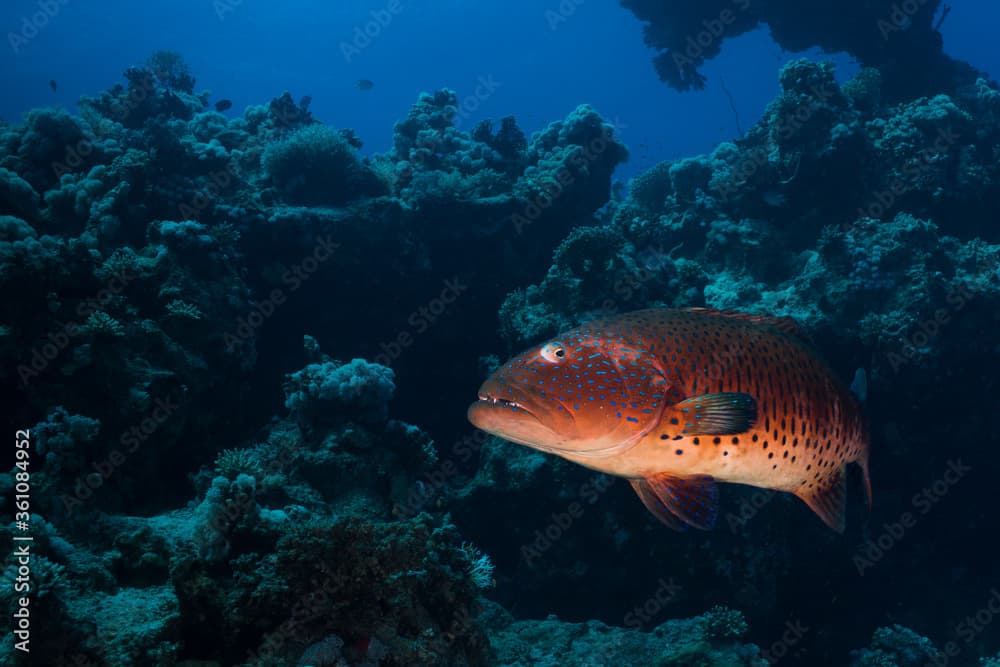 A large Red Sea coralgrouper (Plectropomus pessuliferus)