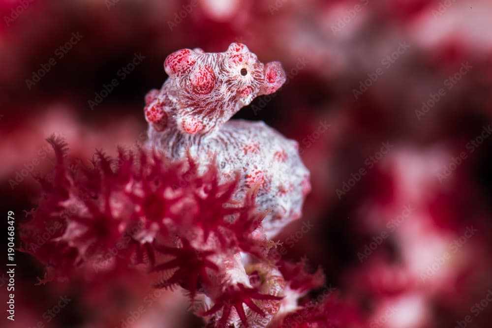 Pygmy Seahorse