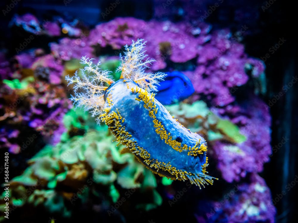 Sea apple (Pseudocolochirus violaceus) eating from the fish tank glass with blurred background