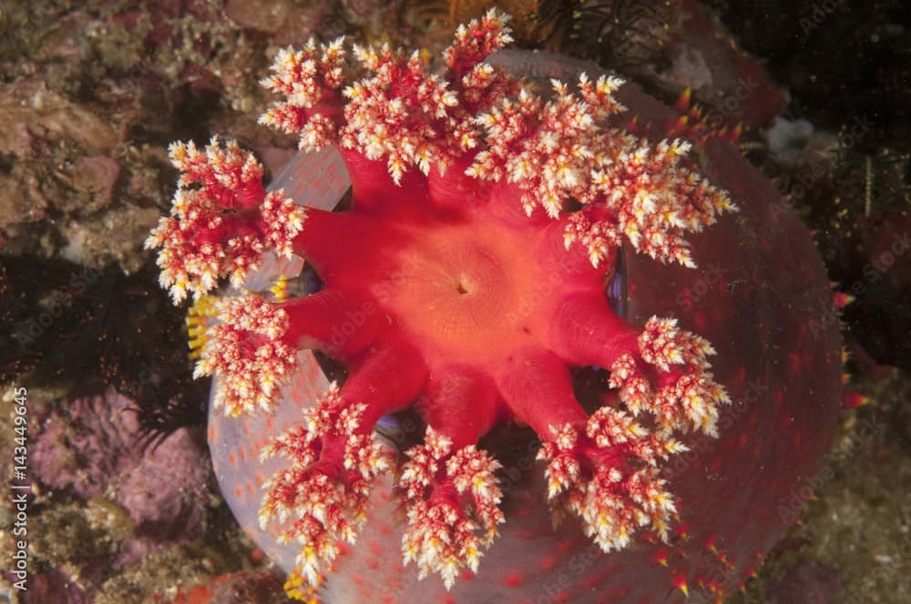 Sea cucumber, Pseudocolochirus violaceus, Nusa Kode Indonesia