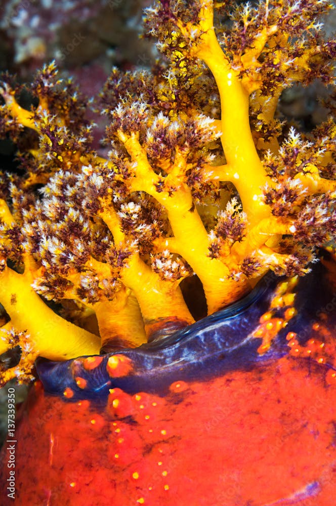 Underwater shot of a marine invertebrates called sea apple, Pseudocolochirus violaceus. 
