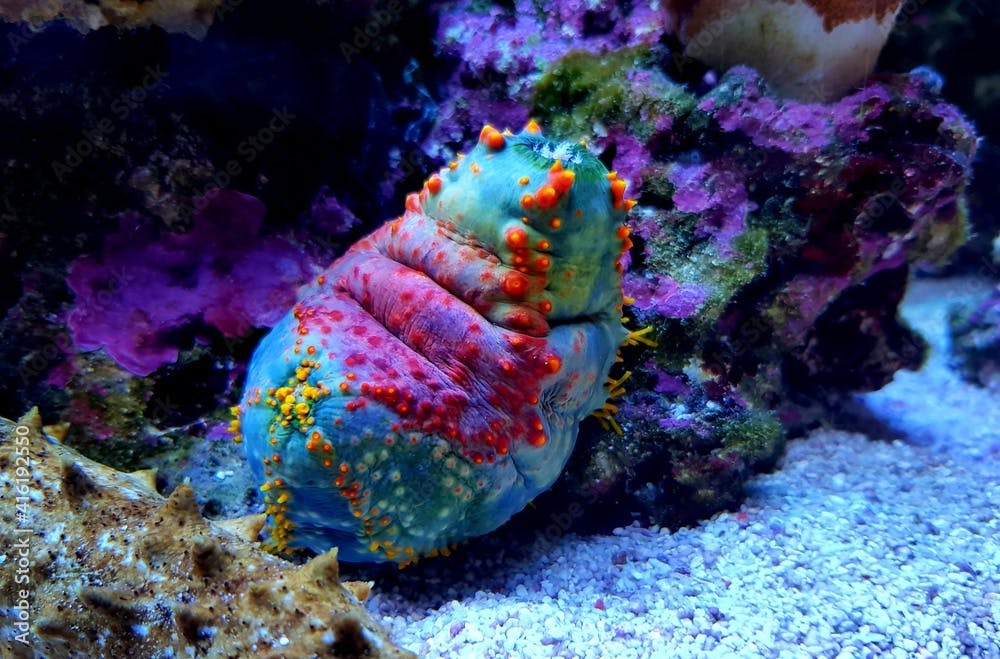 Sea apple colorful marine invertebrate - Pseudocolochirus violaceus