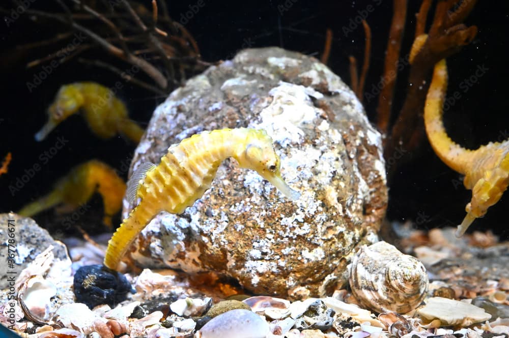 水底の石の周りに集まるタカクラタツ達（日本の新江ノ島水族館）