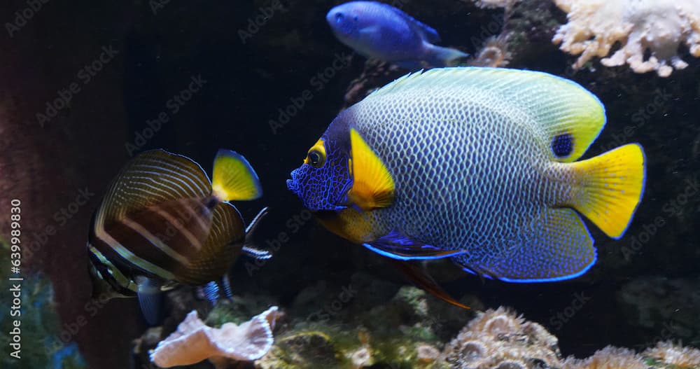 Blueface Angelfish, pomacanthus xanthometopon, Adult near Coral , Fish from the Indian Ocean