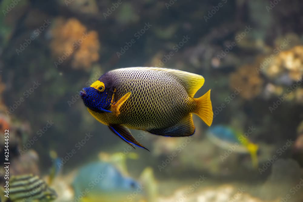 Blue faced angelfish Pomacanthus xanthometopon in a coral reef.