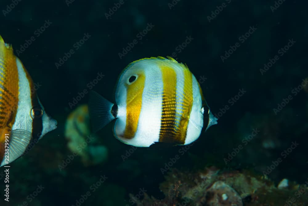 Orange-Banded Coralfish Coradion chrysozonus