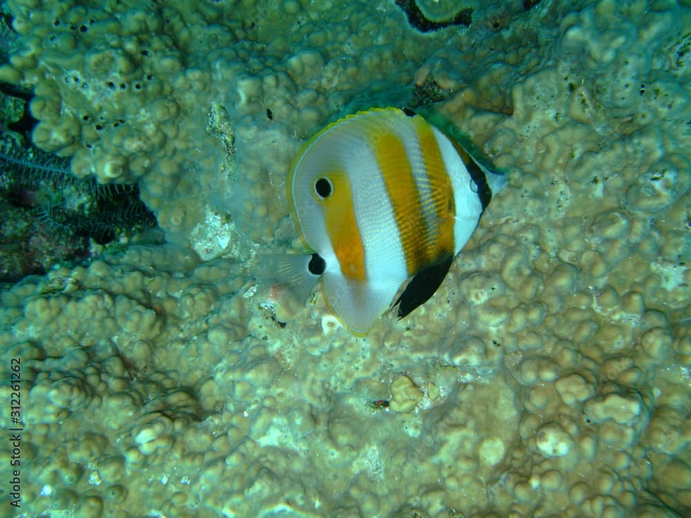 Orange-banded coralfish (Coradion chrysozonus), Raja Ampat, West Papua