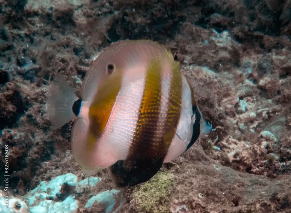 An Orange-banded Coralfish (Coradion chrysozonus)