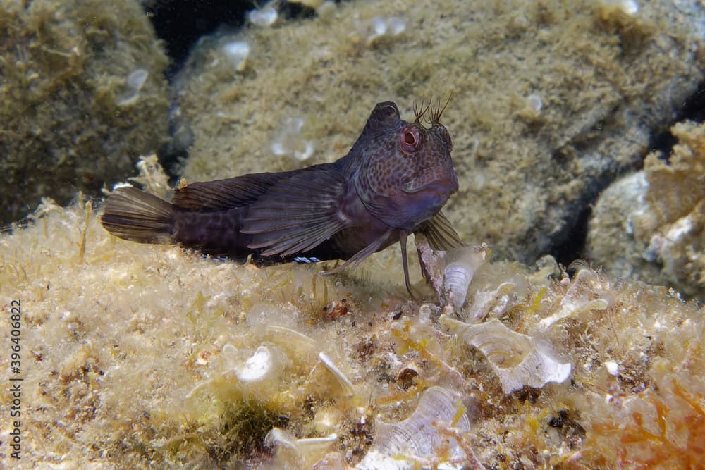 Male Fringe blenny (Parablennius pilicornis) in Mediterranean Sea