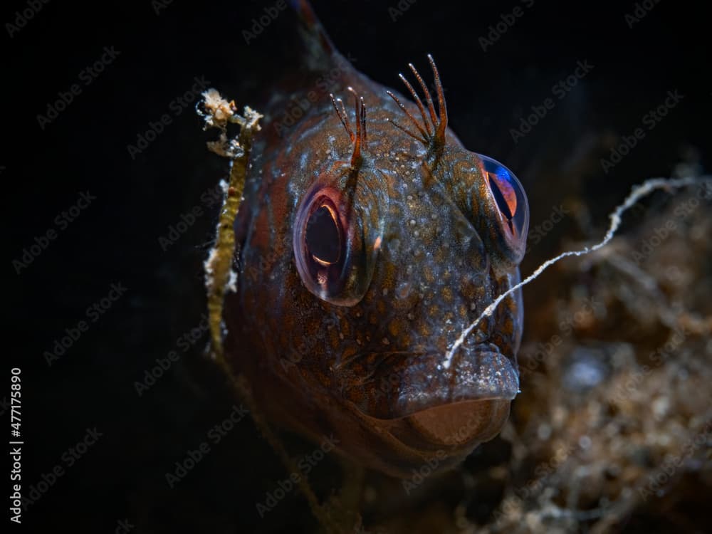 Variable blenny, Variabler Schleimfisch (Parablennius pilicornis)