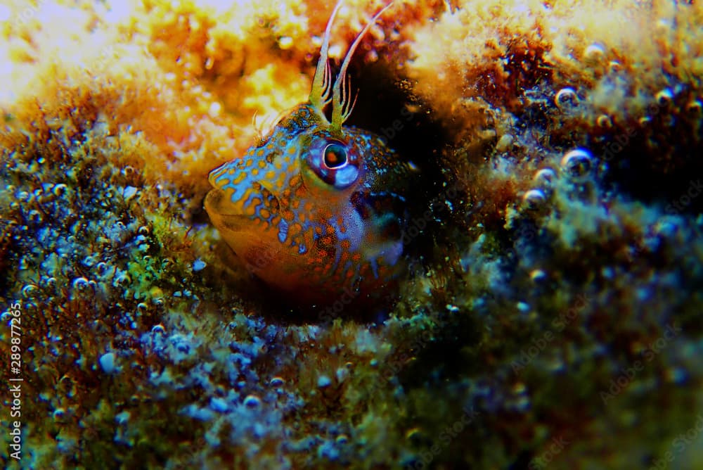 Ringneck Blenny – Parablennius pilicornis