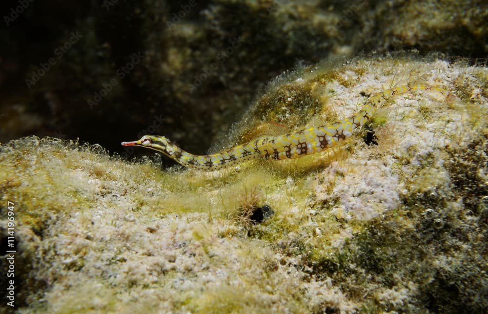 A network pipefish, Corythoichthys flavofasciatus, underwater in the lagoon of Huahine island, Pacific ocean, French Polynesia