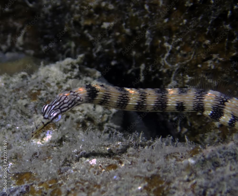 Network Pipefish (Corythoichthys flavofasciatus)