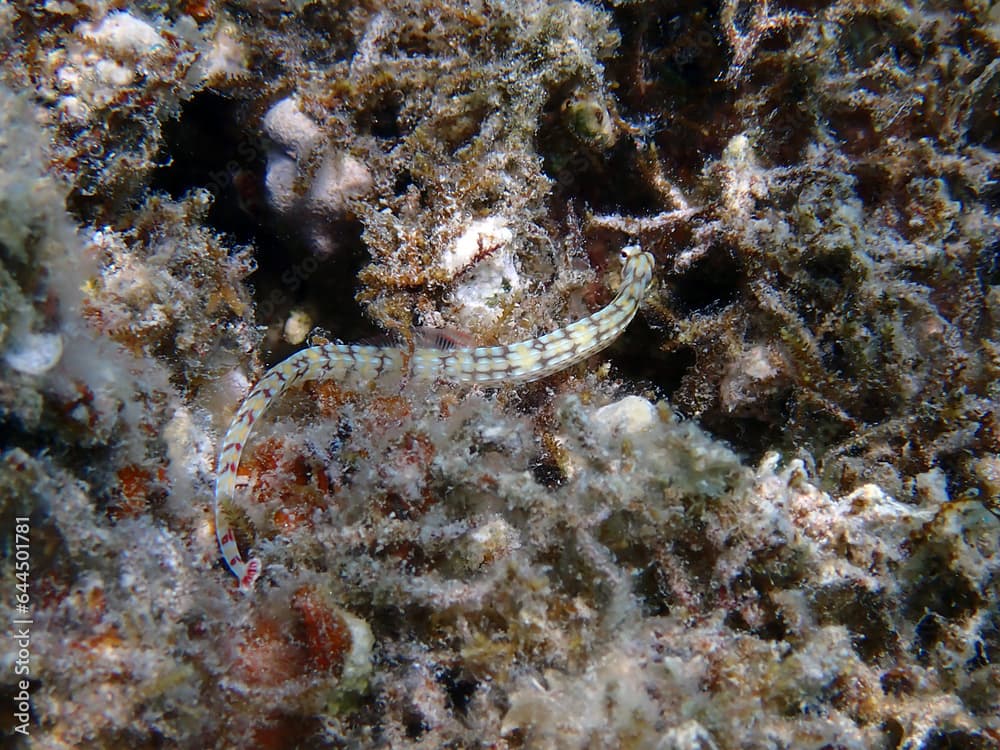 Underwater photo of yellow-banded pipefish - (Corythoichthys flavofasciatus)