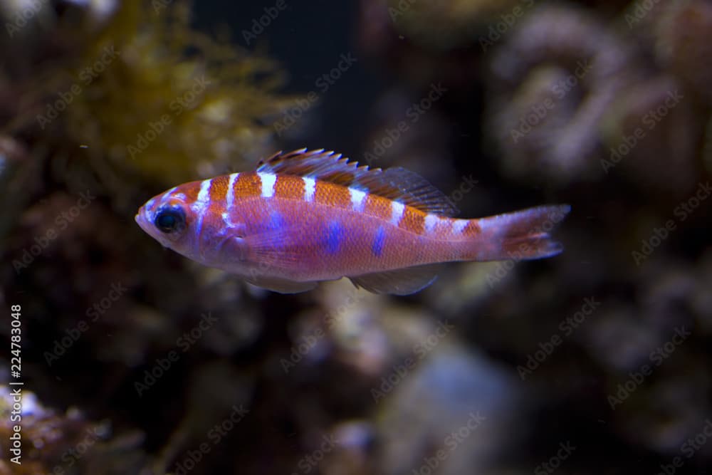 Chalk bass (Serranus tortugarum).