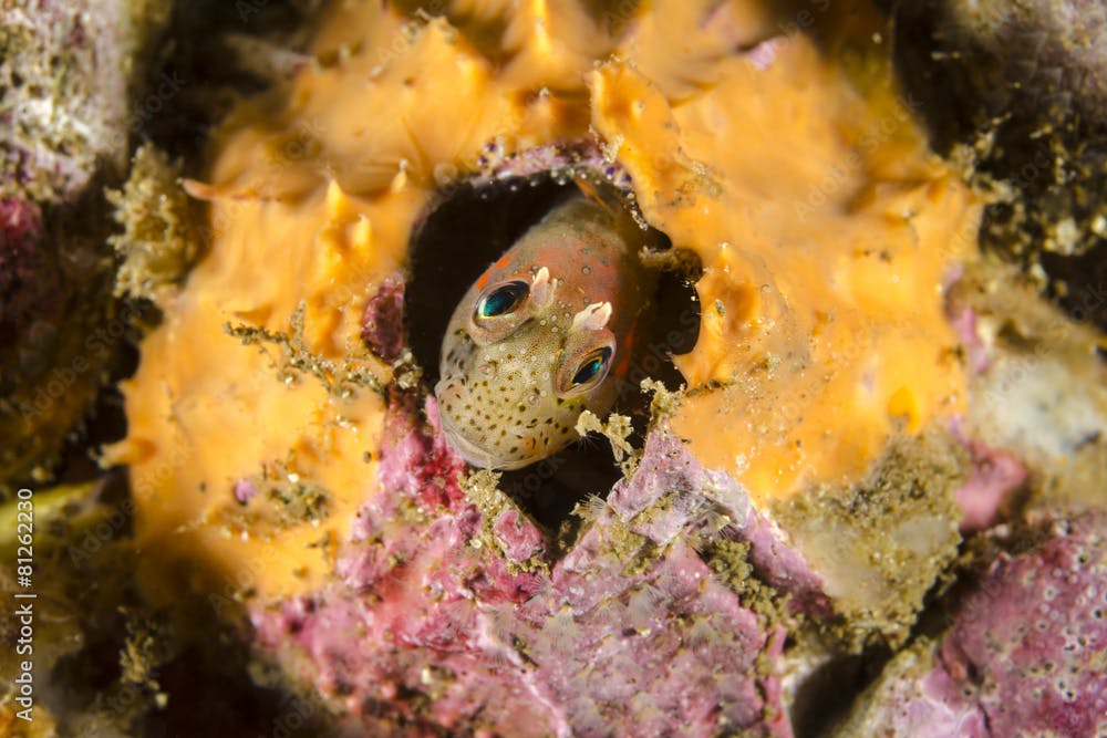 Chilean Mussel Blenny