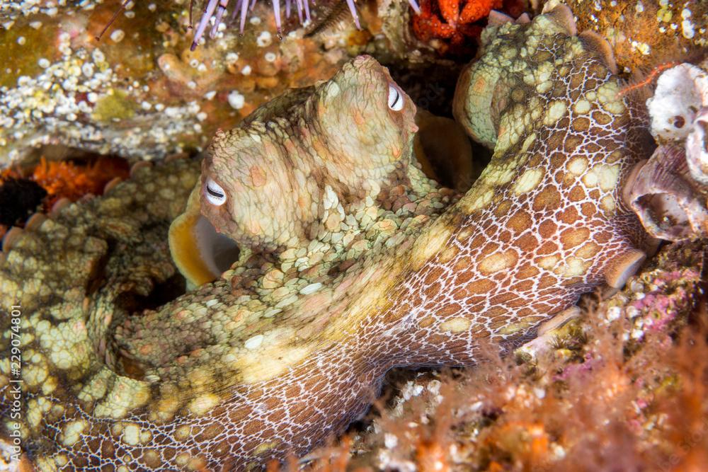 Octopus resting in crevice