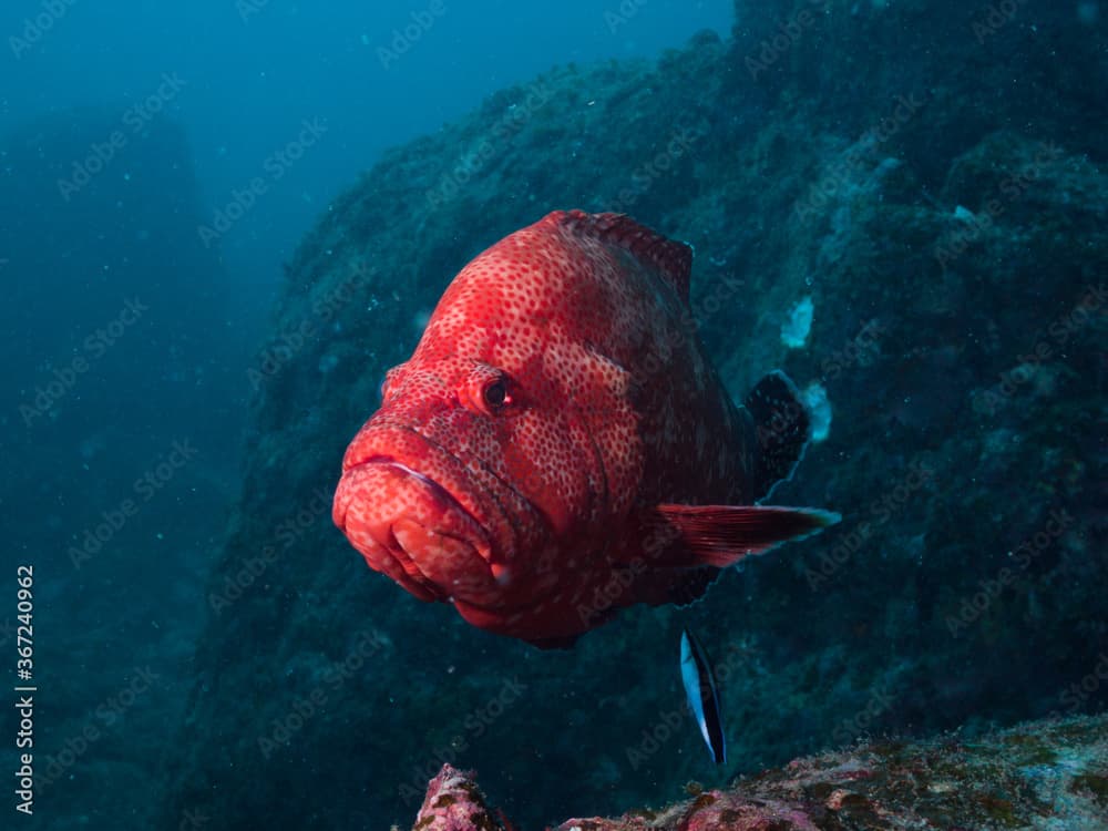 Tomato hind or Tomato grouper.  Science name: Cephalopholis sonnerati (Valenciennes, 1828) Kushimoto, Wakayama, Japan