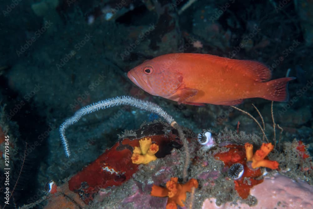 Red Coral Cod, Cephalopholis sonnerati.