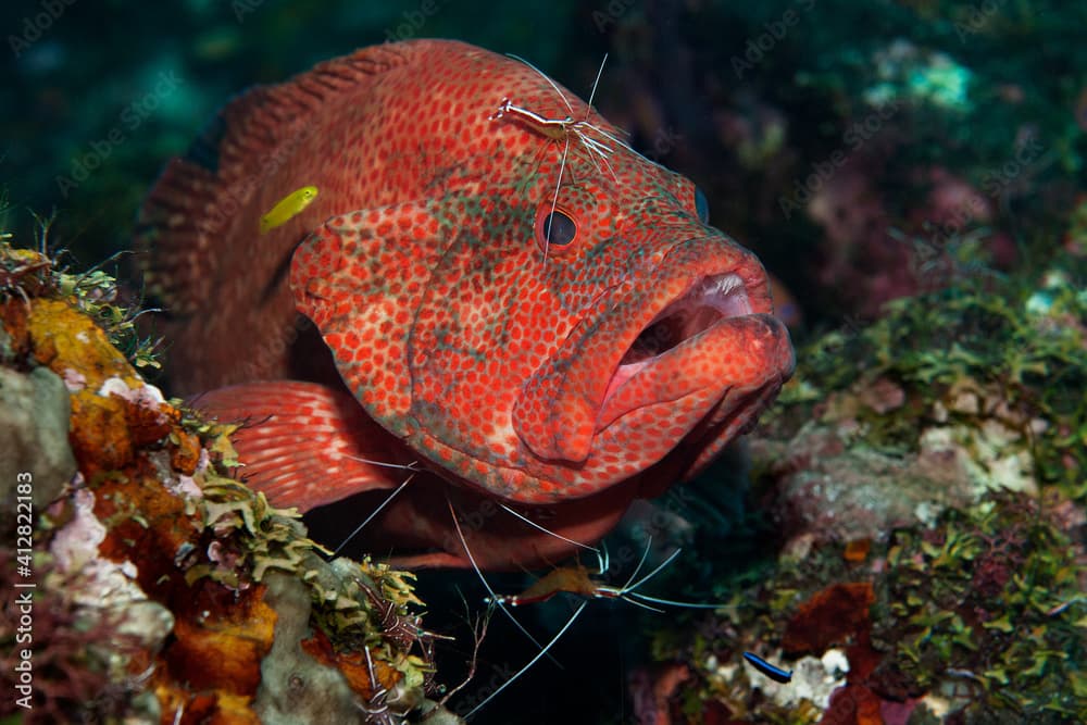 Tomato grouper (Cephalopholis sonnerati) being cleaned by a cleaner shrimp (Lysmata amboinensis) in Tulamben, Bali, Indonesia