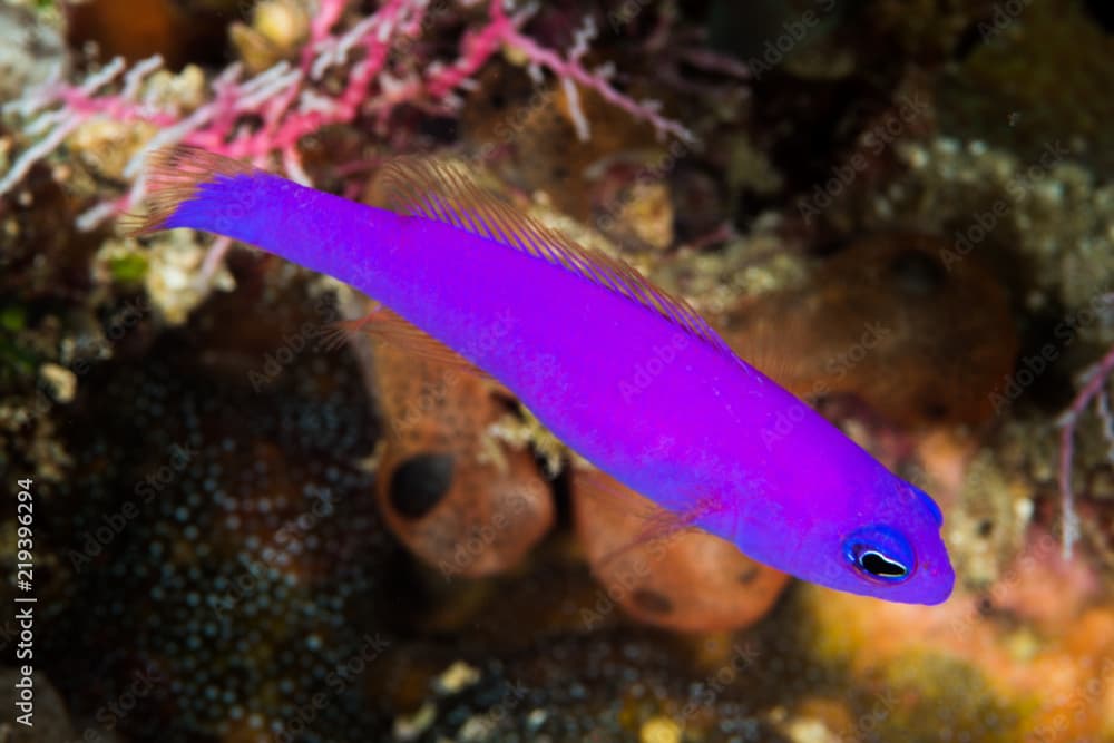 magenta dottyback fish