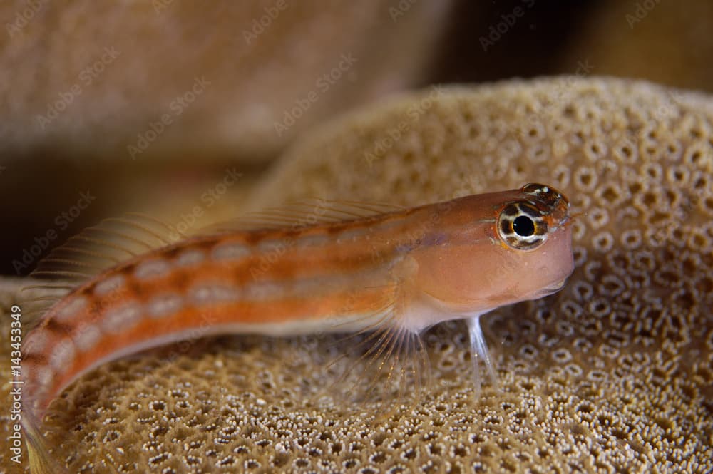 Comical blenny, Ecsenius opsifrontalis, Kosrae Micronesia.