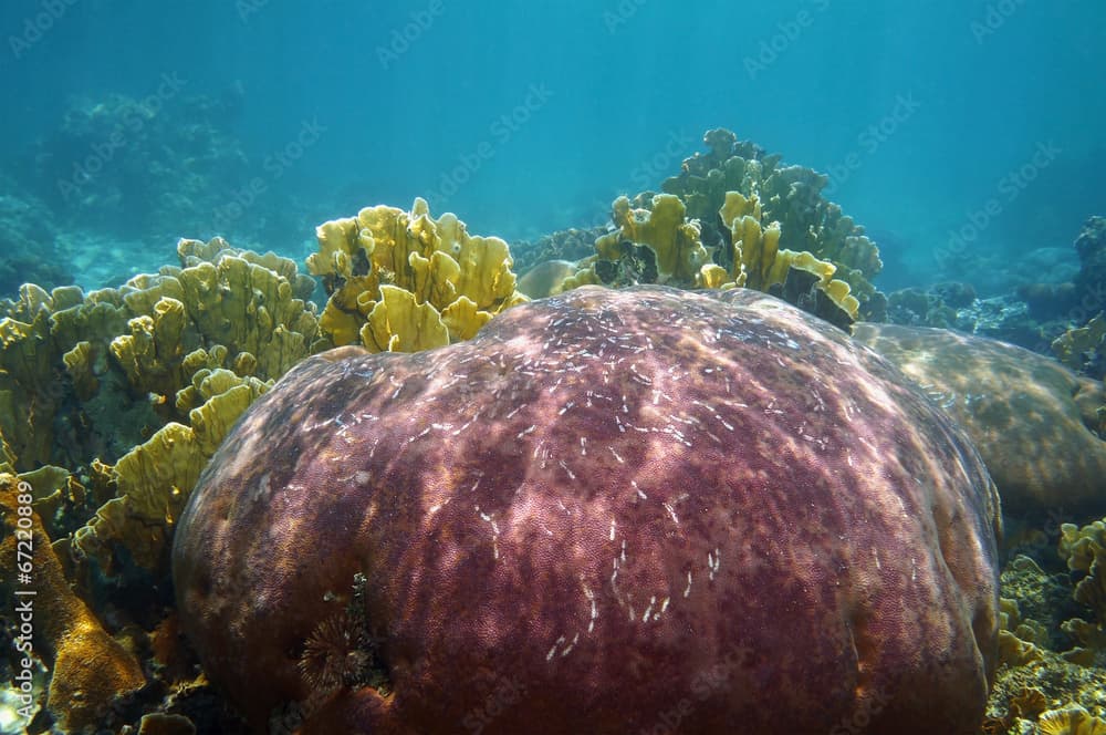 Corals underwater