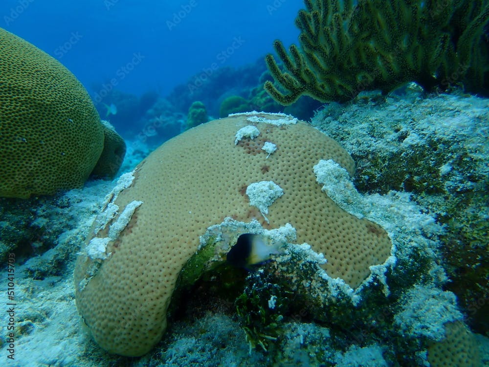 Round starlet coral or massive starlet coral, reef starlet coral (Siderastrea siderea) undersea, Caribbean Sea, Cuba, Playa Cueva de los peces