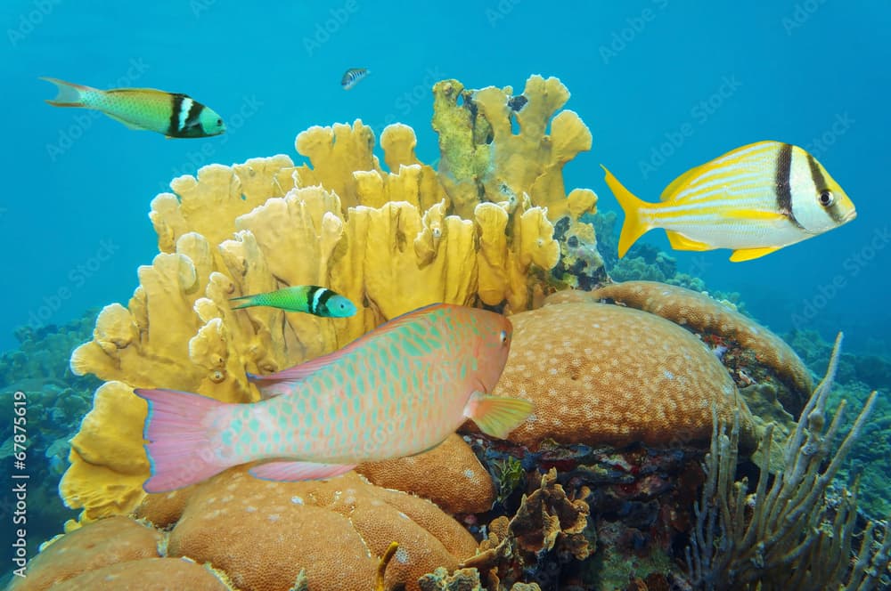 Corals under the sea with colorful tropical fish