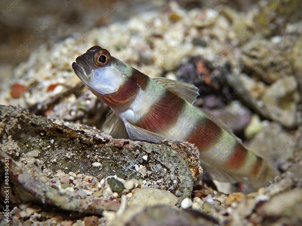 Magnus`partner goby, Magnus-Partnergrundel (Amblyeleotris sungami)