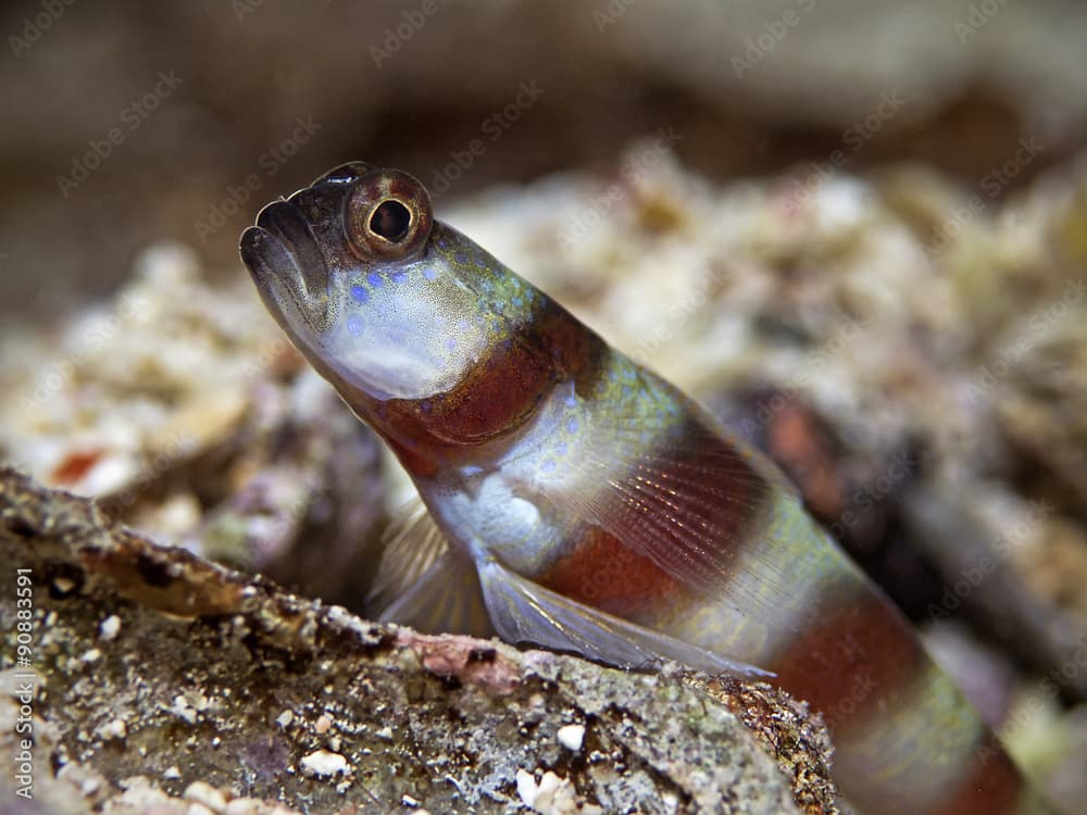 Magnus`partner goby, Magnus-Partnergrundel (Amblyeleotris sungami)