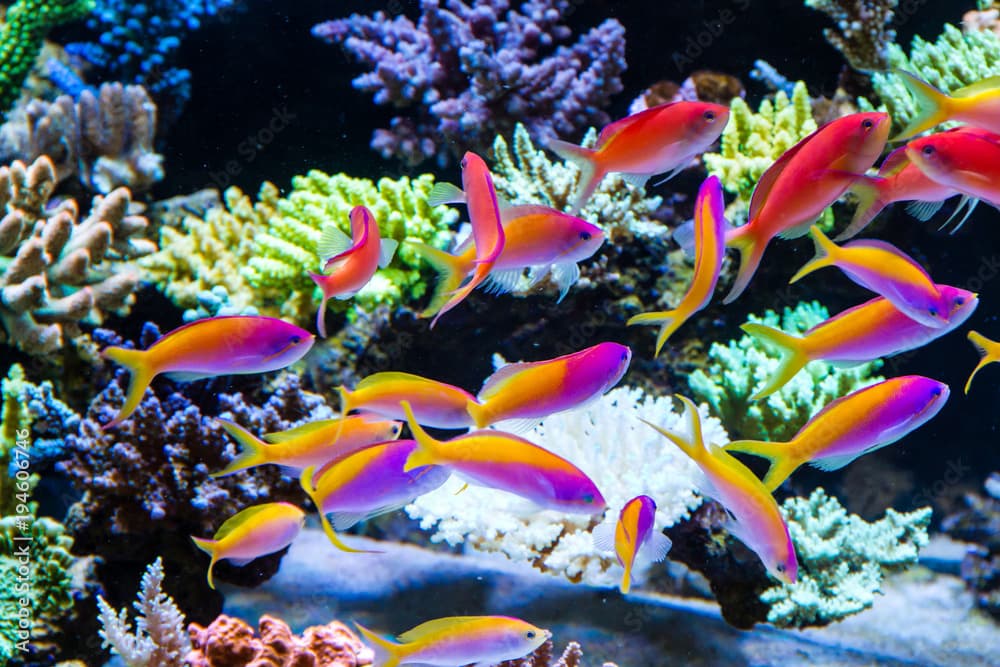 Schooling of anthais such as carberryi anthias, resplendent anthias, evansi anthias in Short stony polyp reef tank