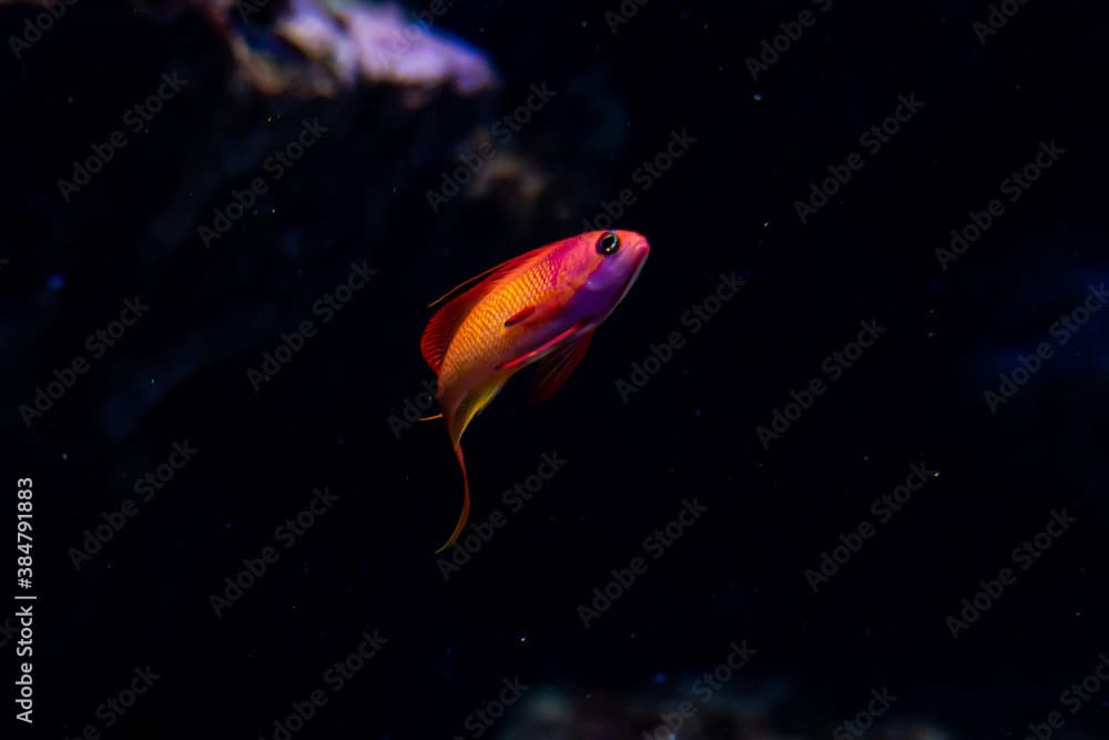 Lyretail anthias fish on the coral reef.