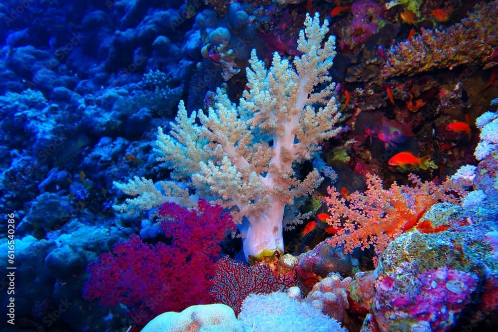 White soft and hard coral on the tropical coral reef. Orange anthias fish and corals. Scuba diving seascape, coral reef wall with corals and fish. Tropical marine life, underwater photography.