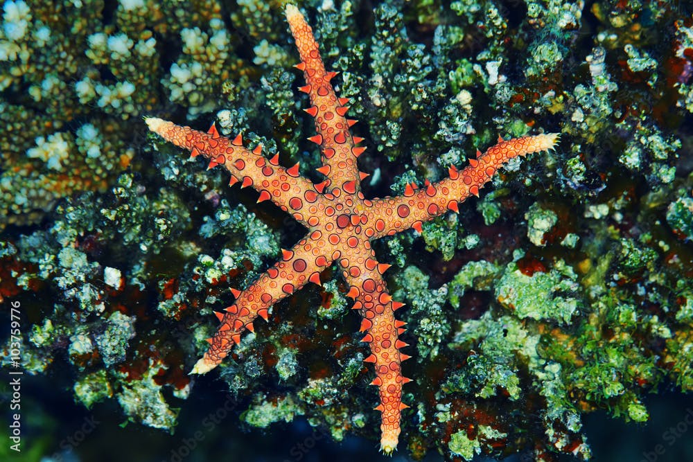 Egyptian sea star (Gomophia egyptiaca), in the Red Sea, Egypt.