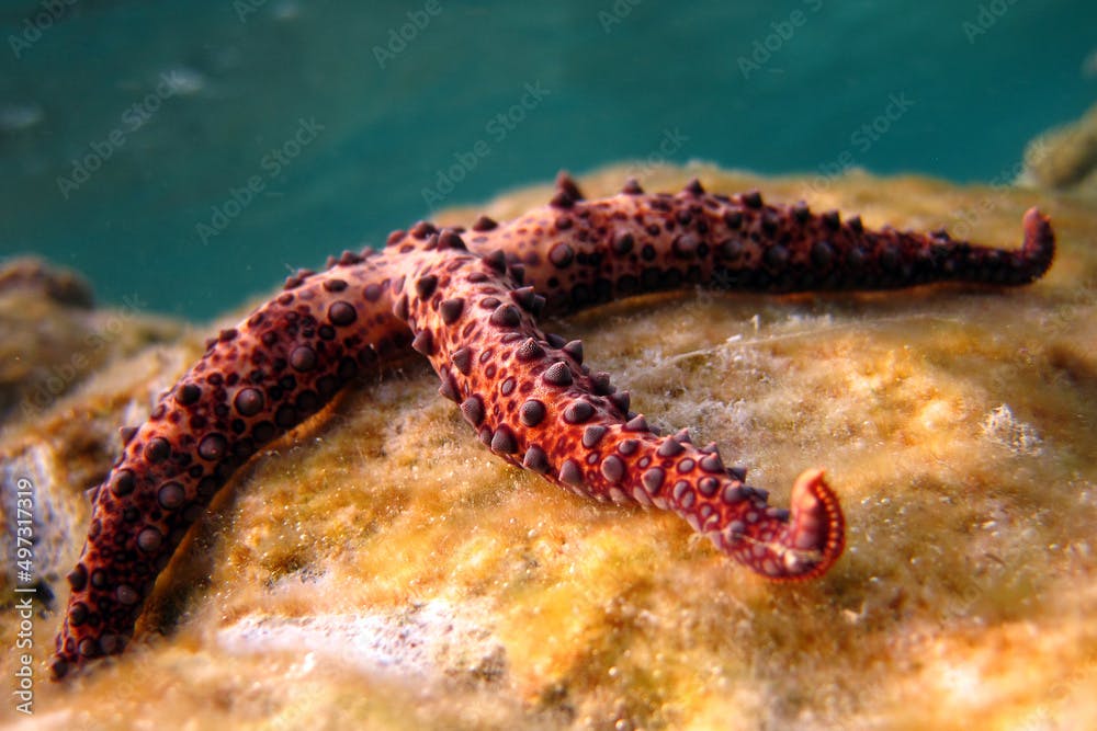 Gomophia Egyptiaca - Egyptian Sea Star - Starfish on coral reef of Maldives.