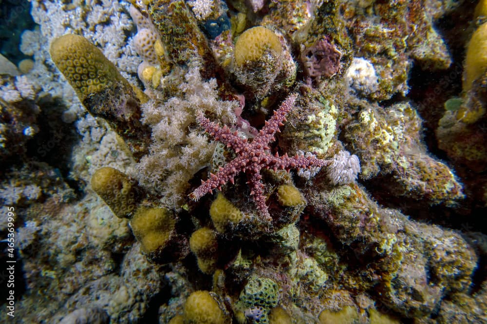 An Egyptian Sea Star (Gomophia egyptiaca) in the Red Sea