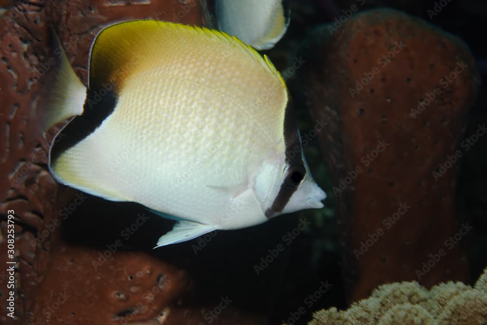 Close-up of a Reef Butterflyfish on tropical coral reef