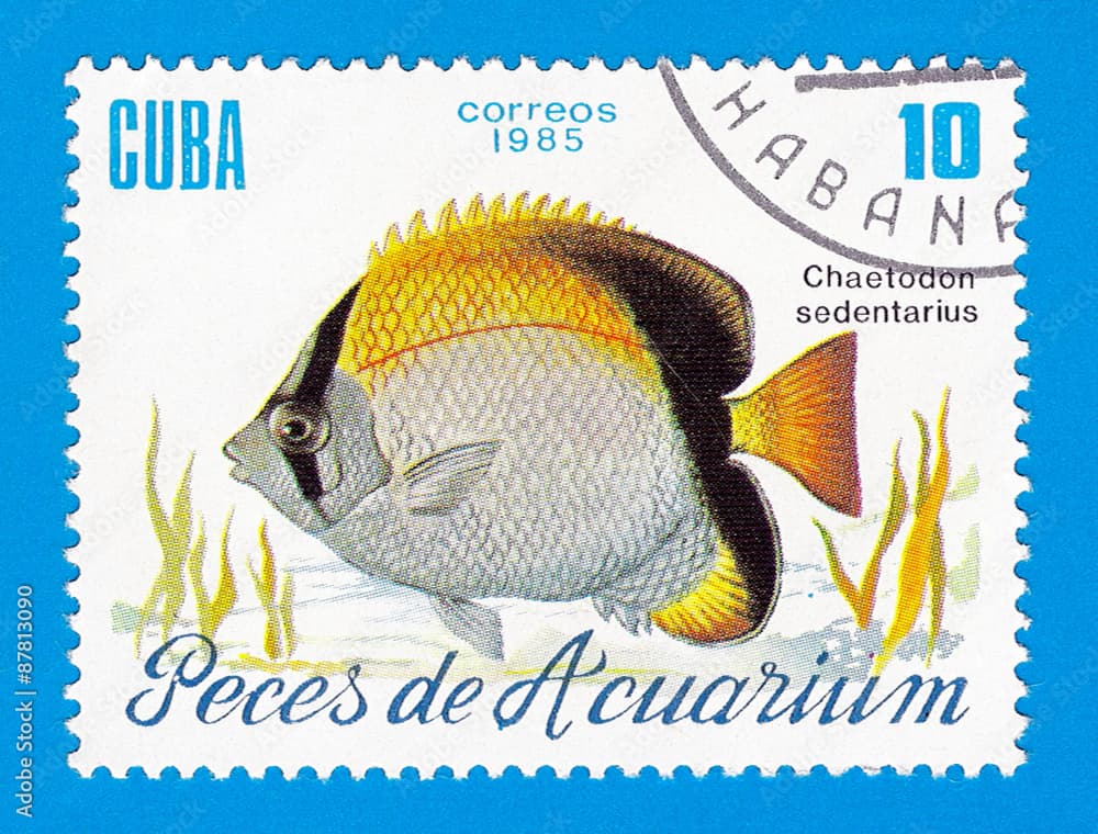 Cuba stamp 1985 - Aquarium fish Chaetodon sedentarius