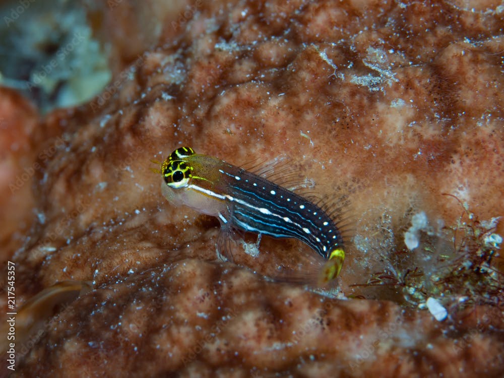 White-lined combtooth blenny Ecsenius pictus