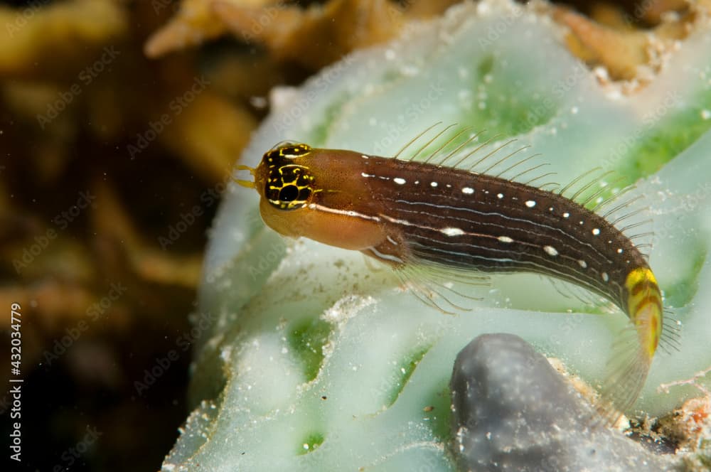 Pictus blenny portrait.