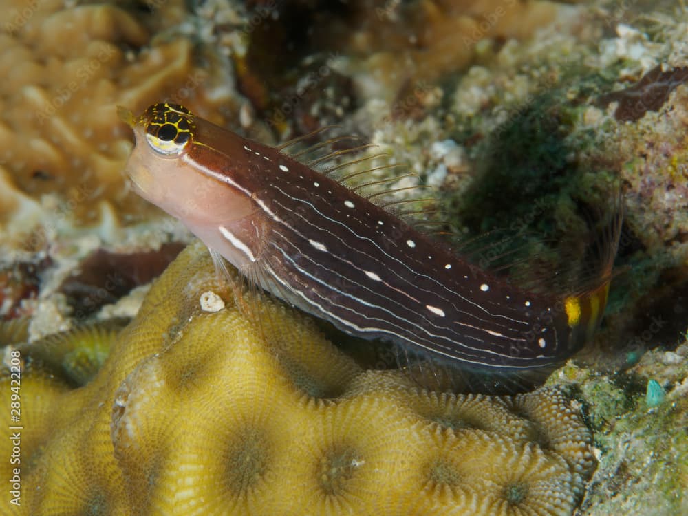 Pictus blenny