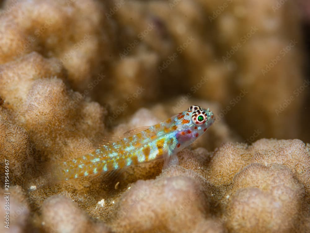 Green Pygmy-Goby Eviota guttata