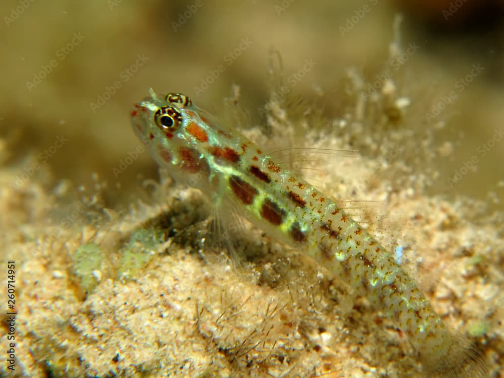 Spotted pygmy goby (Eviota guttata)