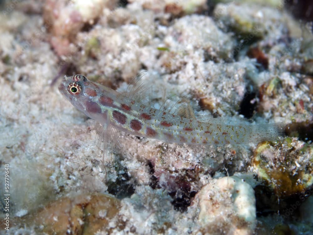 Spotted dwarfgoby