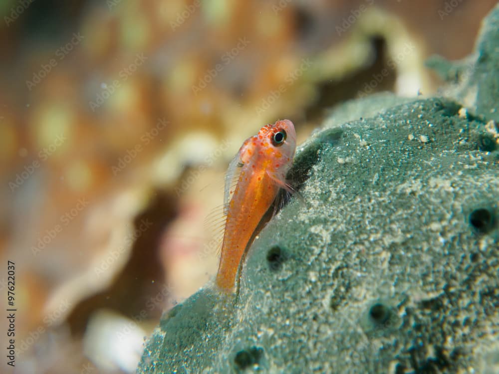 Goby Underwater