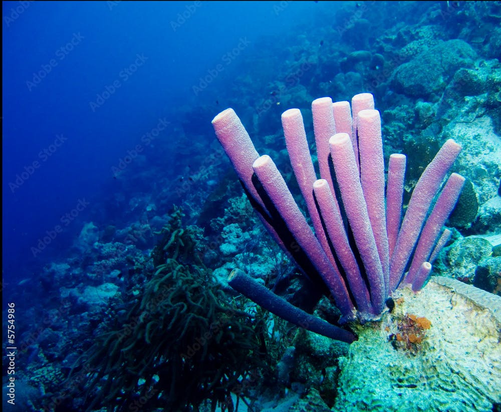 Purple tube sponges in the Caribbean Sea