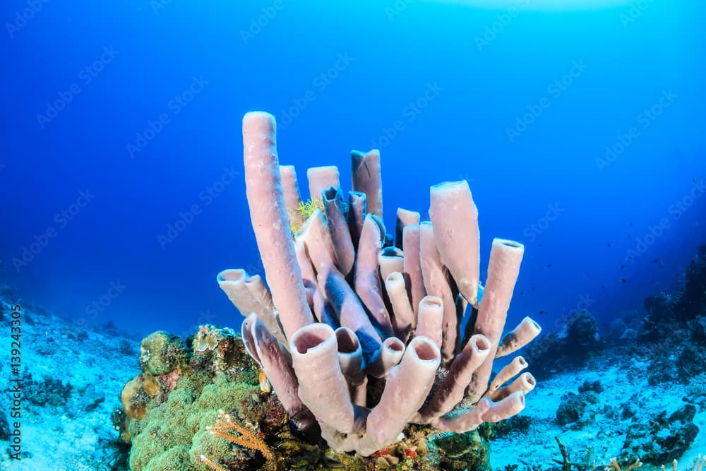 Purple tube sponges on a tropical coral reef