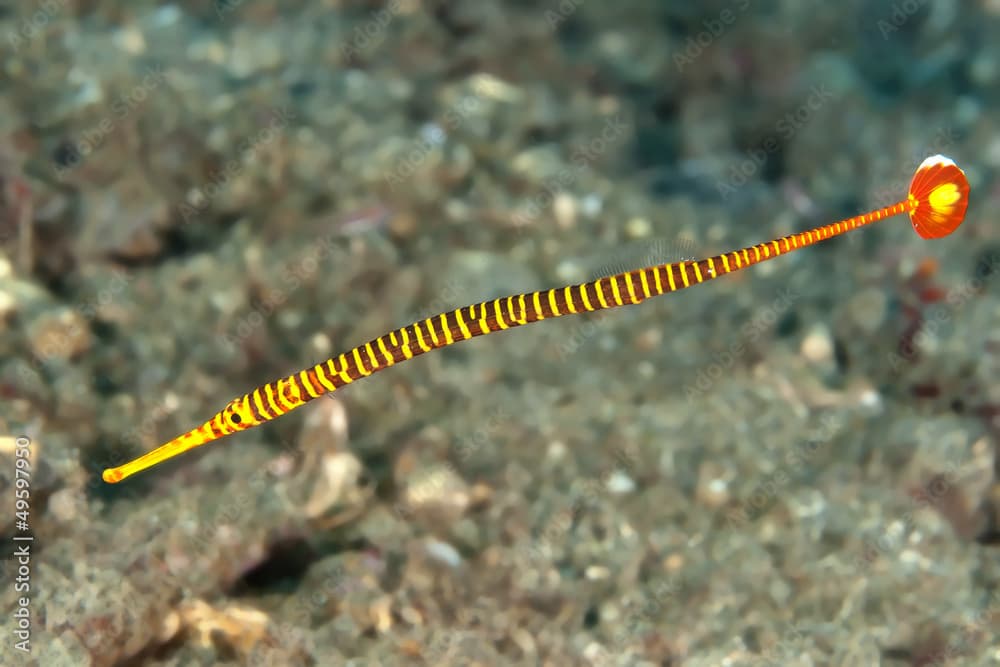 Yellow banded pipefish