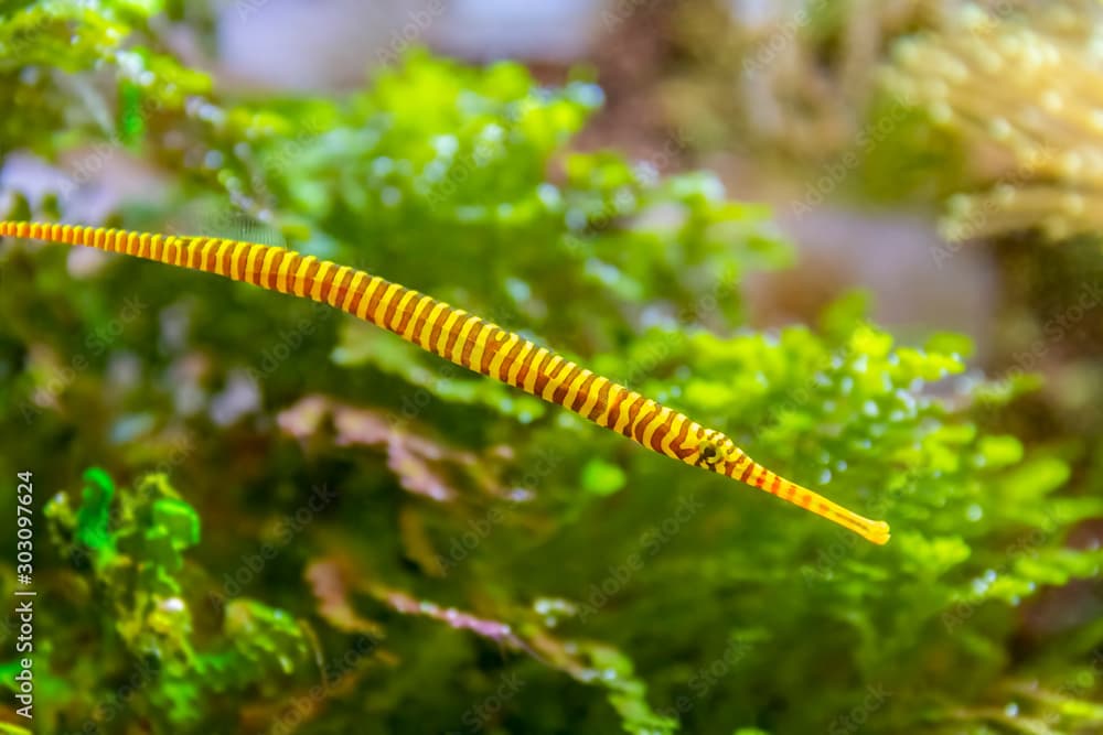 yellowbanded pipefish